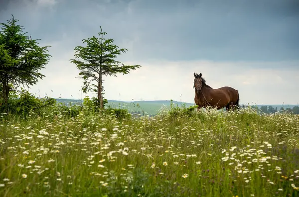 lonely tree and brown horse, meadow meadow with chamomile flowers and stormy sky