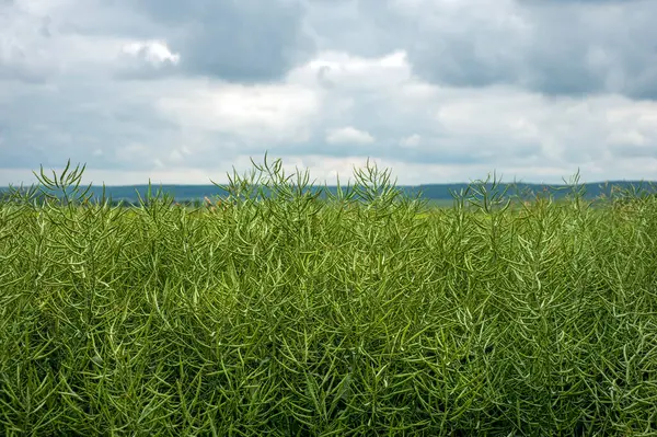 Поле Зеленими Ріпаковими Стручками Небо Перед Грозою Стокове Фото