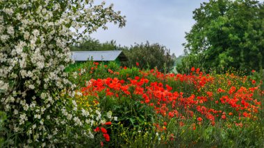 Güzel yaz ekran koruyucusu, gelincikler ve yasemin çalıları çiçek açıyor, yeşil garaj, illüstrasyon için yaz mevsimi bulanık arka plan