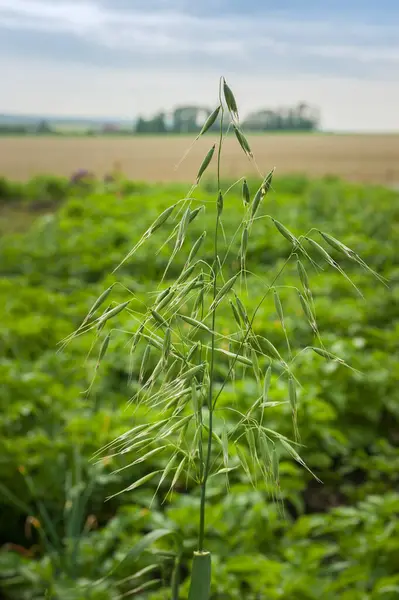 green oat plant close-up isolated on blurred background