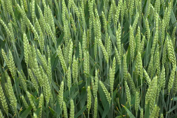 Top View Close Green Ears Wheat — Stock Photo, Image