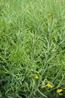 close up of a field of green rapeseed, ripening pods clipart