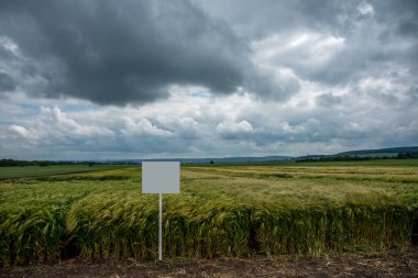 new varieties of winter barley sectors demo plots with pointers, dramatic sky clipart