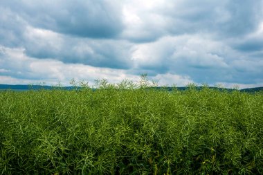 a field of green rapeseed, ripening pods, stormy, beautiful clouds clipart