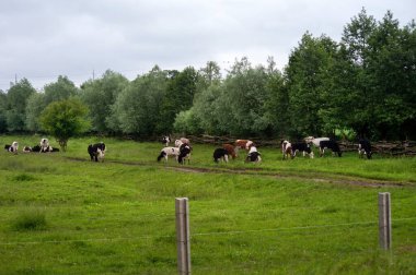 Yeşil çayır otlağındaki inekler. Çiftlik arazisi ve doğa kırsal