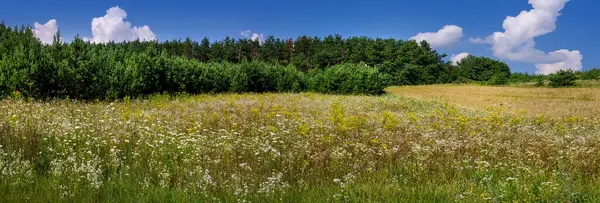 Prairie Vue Panoramique Diverses Herbes Été Végétation Sauvage Sous Beau — Photo