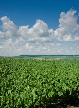 Tatlı pancar tarlası mavi gökyüzü arka planında büyüyor. Seçici odak.