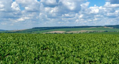 Mavi gökyüzü ile büyüyen şeker pancarının pancar manzarası