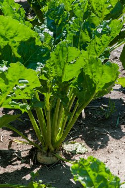Şeker pancarı kökü ve yeşil yapraklar tarlada.