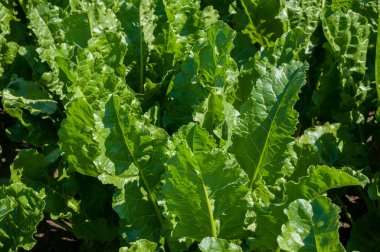 Yakın çekim yeşil, taze şeker pancarı yaprakları, üst manzara.