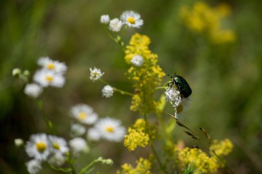 Papatya çayı Erigeron 'da oturan Cetonia aurata Protaetia