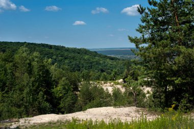 Kumlu toprak setler, köknar ağaçları, kumlu topraklardaki orman.