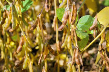 Tarlalarda olgun soya tohumları, sonbahar hasat geçmişi, tarlalarda olgun soya tohumları, sonbahar hasadı, kuru tohumlar.