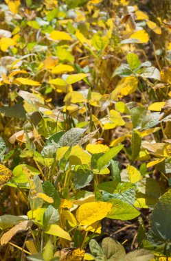 Soya fasulyesi tarlası, sarı yapraklara yakın.