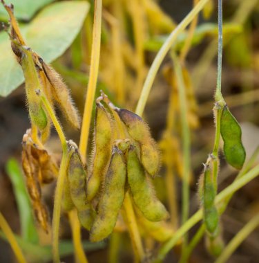 soya fasulyesi kabukları olgunlaşır, yakın plan, sonbahar hasat zamanı