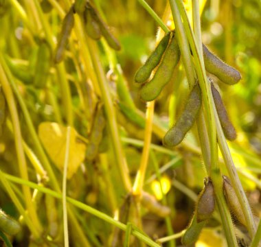 Sarı saplar ve kıllı soya fasulyesi kabukları yaklaşın.