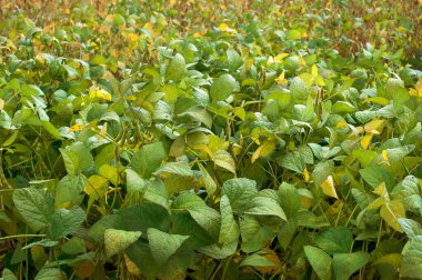 Farklı olgunlukta soya fasulyesi tarlası, hasat zamanı yaklaşıyor.