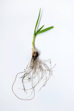 Rhizomu olan taze yeşil pırasa ve beyaz arka planda toprak.