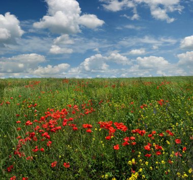 Kırmızı gelincikler ve sarı çiçekler bulutlu mavi gökyüzüne karşı. Çiçekler ve bitkiler. Güneşli, güzel bir yaz günü. Yaz havasının yansıması..