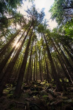 Sonsuza dek yeşil ladin, güneş ışığı dağlardaki ormanı delip geçer dağ ormanlarını görür