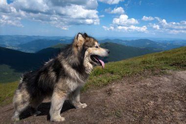 Dağlarda Malamute köpeği. Dağ yaz manzarası ve yeşil bir çayırda bir köpek.