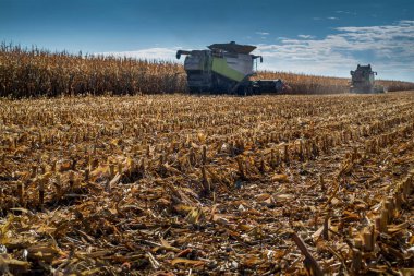 Hasattan sonra mısır tarlasında sakal, hasatçıyı birleştirmek, sakallara odaklanmak, hasatçıları siluette birleştirmek.