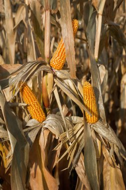 Mısır koçanları kurudur ve sonbahar mevsiminde hasat edilmeye hazırdır.