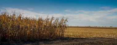 Mısır tarlası, kuru bitkiler ve bulutlu bir gökyüzü. Kuru mısır tarlası hasat için hazır.