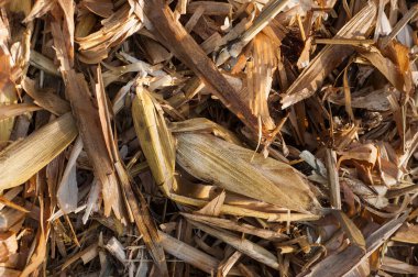 Dondurucu bir sonbahar sabahında mısır topladıktan sonra arta kalan mısır ve kabukların yakın çekimi.