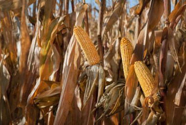 Mısırın altın kulakları hasat için hazır, kuru mısır tarlası.