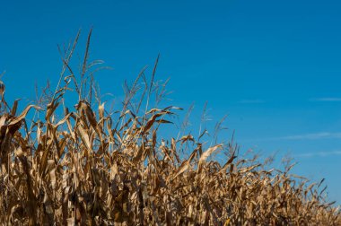 Kuru bitkiler mavi gökyüzü arka planında hasat zamanı mısır tarlasında hasat için hazır.
