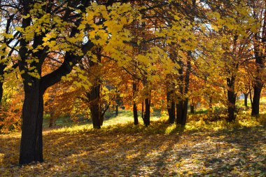 Altın ağaçlar, sonbahar parkında yapraklar. Park manzarasında sarı yapraklar ve ağaç gövdeleri