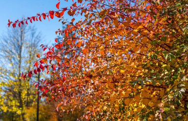 bright colorful orange-red leaves of the bush close-up. Autumn leaves texture background of decorative garden shrub clipart