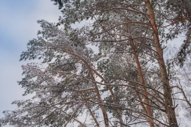 Çam ağacının buzullarında güzel taçlar ya da bulutlu mavi bir gökyüzünün arka planında sedir.