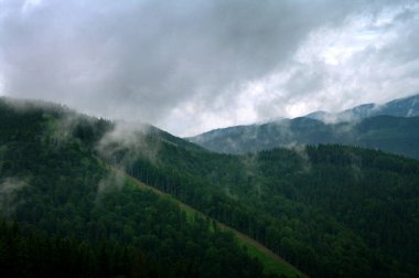 Yağmurdan sonra sisli Karpatya ladin ormanları, resim gibi vahşi doğa.