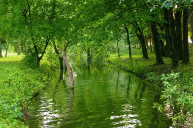 Manzara, nehir yeşildir. İlkbaharda ağaçların yansıması, Amazonia 'yı hatırlatır.