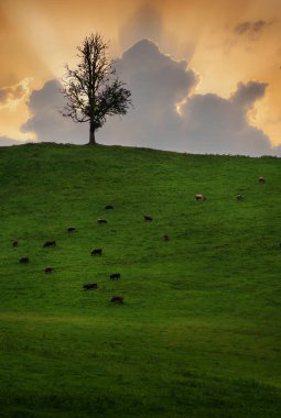 Bir dağın tepesinde yalnız bir ağaç, arka planda güzel bir batı gökyüzü ve bir tepe, otlayan ineklerle dolu bir çayır..