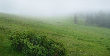 Ufukta, Ukrayna Karpatları 'nın ufuk çizgisinde çimenler ve siluetler olan tepe otlakları.