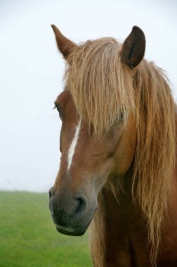 Lüks yeleli bir at, Ukrayna Karpatları 'ndaki bir otlakta sisli bir atın portresi, otantik bir Hutsul dağ cins.