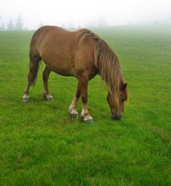 Yeleli bir Hutsul atı, Ukrayna Karpatları 'ndaki bir otlakta siste otluyor.