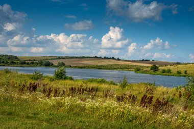 Bir gölün kıyısındaki çeşitli yabani otlar, bulutlu güzel gökyüzü.