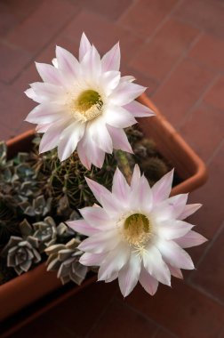 Çiçekli kaktüs Echinopsis oxygona. Bu kaktüs, genellikle gece veya sabah, kısa bir süre için açan büyük ve güzel çiçekleri ile bilinir..