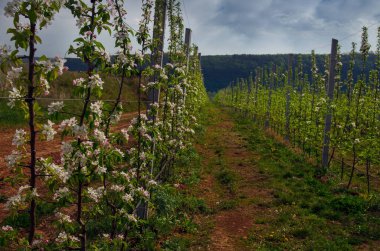 Bahar bahçesindeki bir fidanlıkta çiçek açan meyve ağaçları bahar bahçesindeki bir fidanlıkta çiçek açan meyve ağaçları sulayan genç ağaçlar.