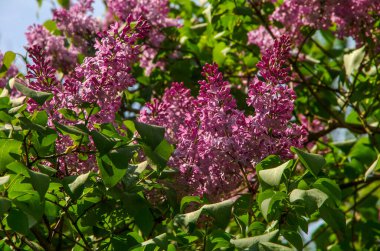 Bahar mevsiminde mor leylak çalısı açar.