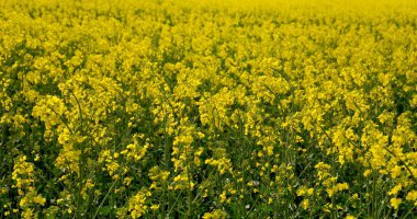 Sonu gelmeyen tecavüz tohumu tarlası, parlak sarı çiçekler yakın.