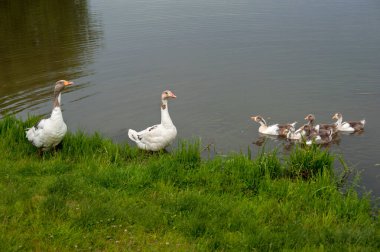 adult geese parents and young domestic geese on the water of a village pond clipart