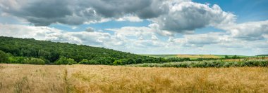 Mısır gevreği tarlası manzarası, tarlada buğday altın kulakları bulutlu güzel bir gökyüzünün altında