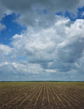 Şeker pancarı tarlası, verimli topraklarda sıralar, bulutlu gökyüzünün altında doğrusal perspektif