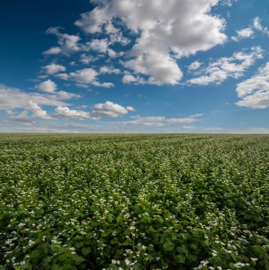 Karabuğday tarlası, geniş açı, bitkilere odaklan, ufukta bulutlu mavi gökyüzü