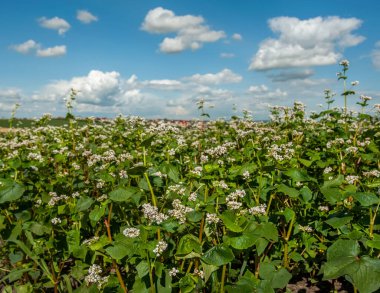Karabuğday tarlası çiçek açarken, gökyüzündeki kümülüs bulutlarının altında